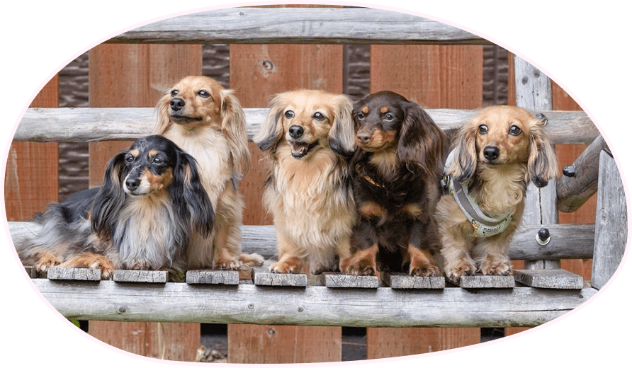 カニンヘンダックスについて